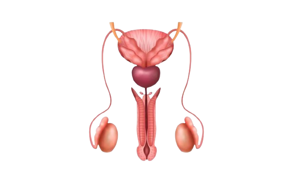 Best Urologist in Vijayawada Urology hospital in Vijayawada Best Urology hospital in Vijayawada